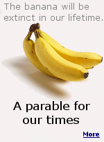 Bananas are dying from a fungus called Panama Disease. It turns them brick-red and inedible, and there is no cure.